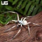 huntsman spider