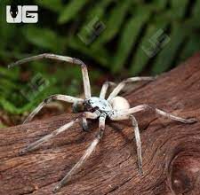 huntsman spider